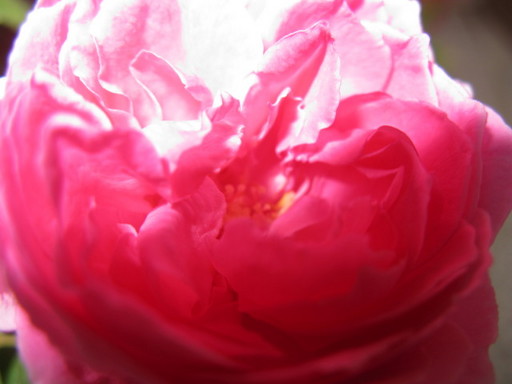 20110424 bee and rose 011.jpg