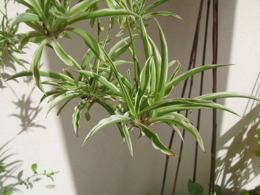20110508 office flower 002.jpg