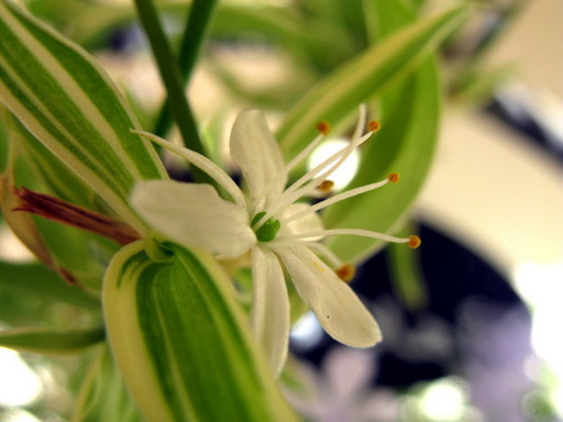 20110508 office flower 003.jpg