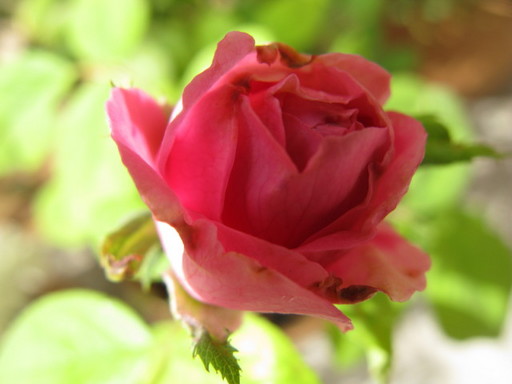 20110508 office flower 012.jpg
