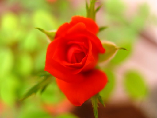 20110608  office mini rose 010.jpg