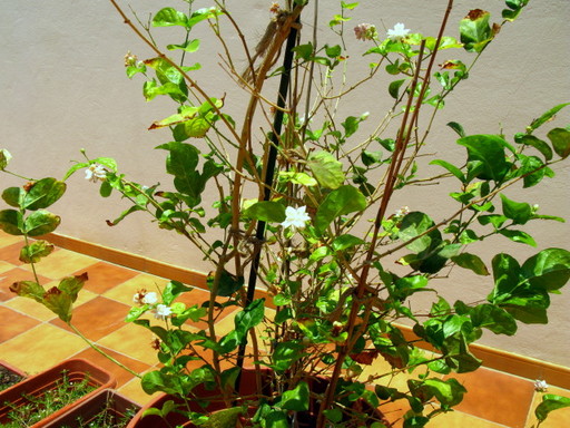 20110628 office flower 012.jpg
