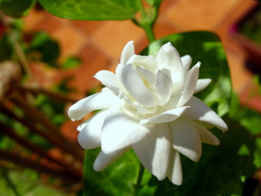 20110628 office flower 020.jpg