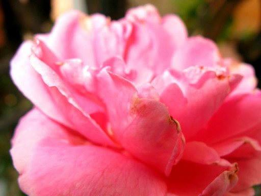 20110630 rose 006.jpg