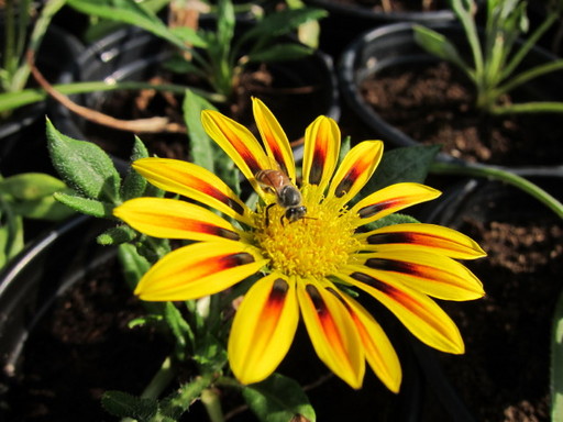 20110907 flower shop 012_1.jpg