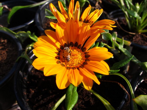 20110907 flower shop 020.jpg