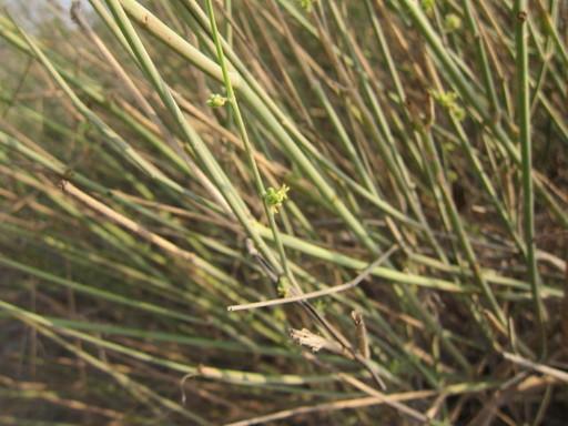 20111027 sabaku fujiisan 033.jpg