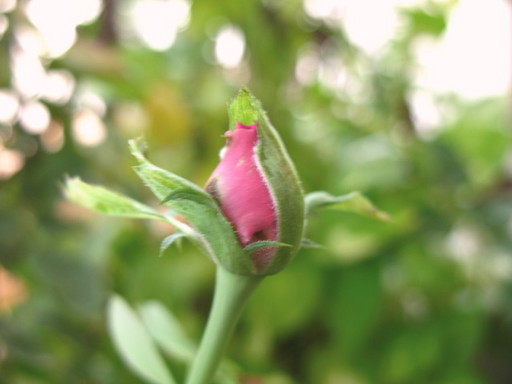 20111029 garden flower 008.jpg
