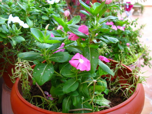 20111029 garden flower 017.jpg
