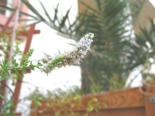 20111029 garden flower 021.jpg