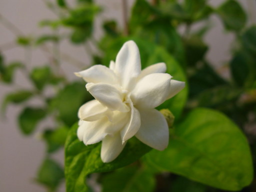 20111101 garden 018.jpg