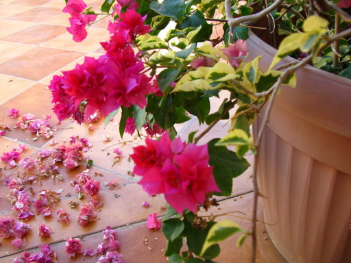 20111101 garden 021.jpg