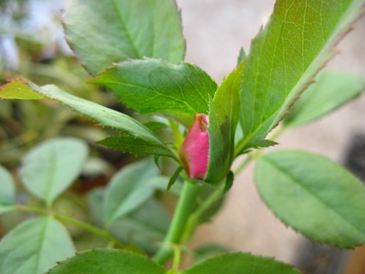 20111102 garden 010.jpg