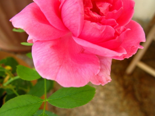 20111102 garden 012.jpg
