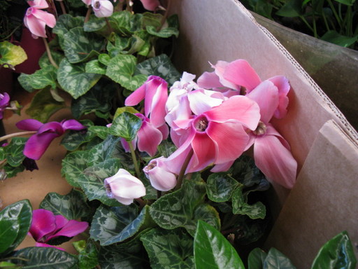 20111114 riyadh 022.jpg