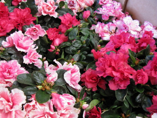 20111114 riyadh 023.jpg