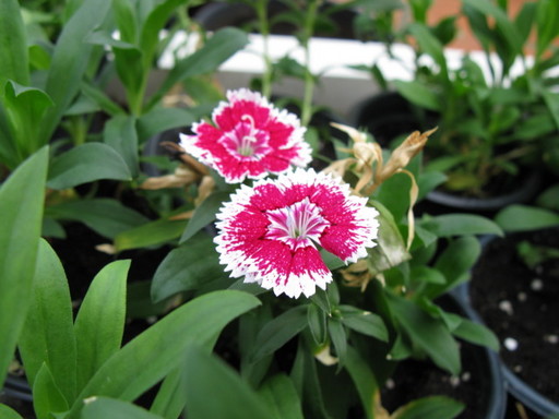 20111114 riyadh 025.jpg