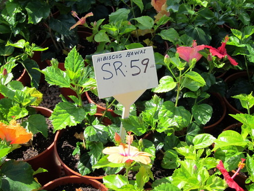 20120122 flower shop 001.jpg