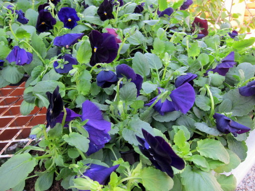 20120122 flower shop 005.jpg