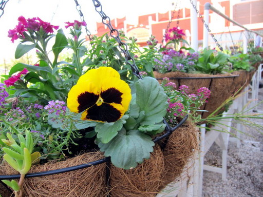 20120122 flower shop 006.jpg