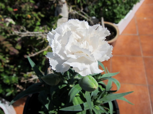 20120122 flower shop 010.jpg