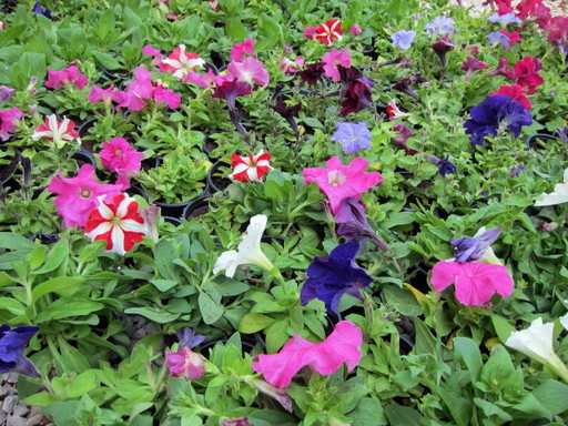 20120122 flower shop 013.jpg
