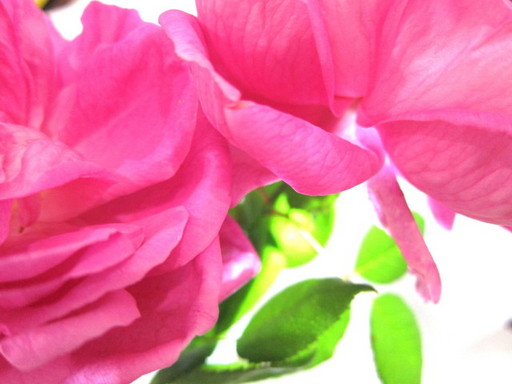20120131 rose 007.jpg
