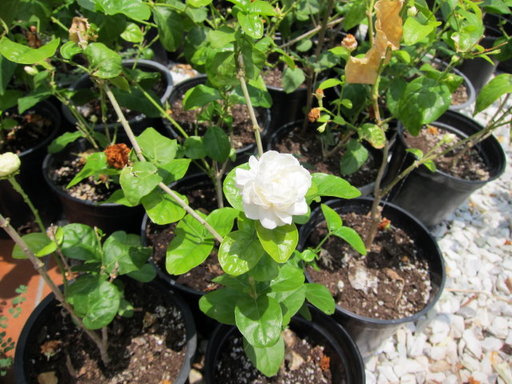20120729 city 002.jpg