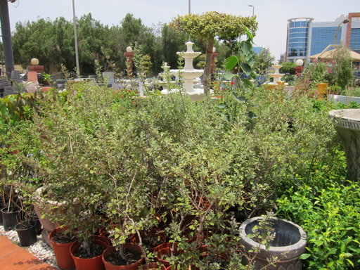 20120729 city 010.jpg