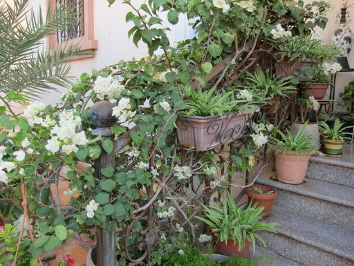 20121202 office flower 006.jpg