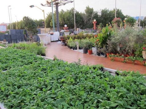 20121222 jeddah 019.jpg