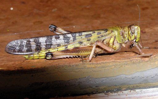 800px-Desert_locust_arp.jpg