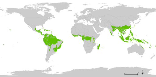 800px-tropical_wet_forests.png
