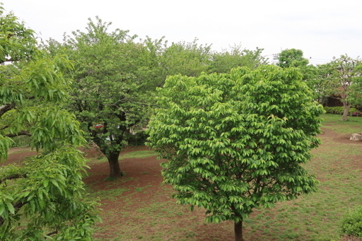 IMG_0350.jpg