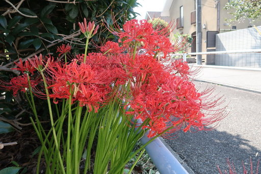IMG_1027_1.JPG