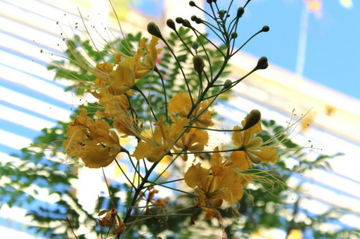 IMG_1273.JPG