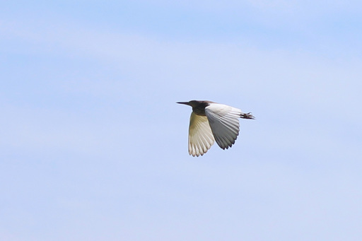 Flying Birds 飛んでる鳥を撮るのは難しい でも 枚数撮れば少しずつは上手くなってるみたい 紅海だより 南の島のリゾート暮らし マレーシア編