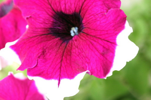 IMG_2963.JPG