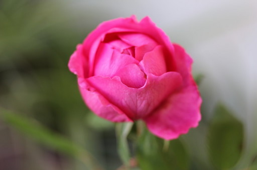 IMG_3375.JPG