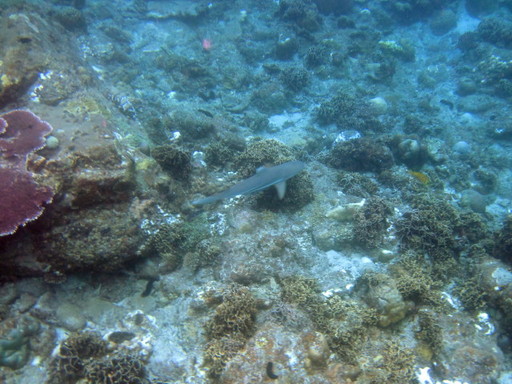 IMG_5205.JPG