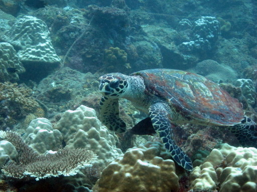 IMG_5248.JPG