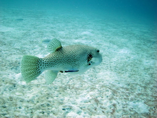 IMG_5517.JPG