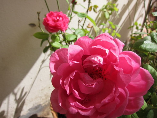 IMG_6204.JPG