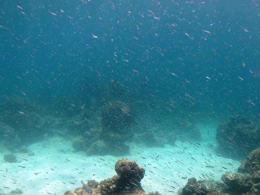 IMG_6263.JPG