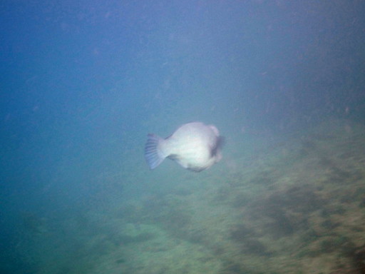 IMG_6354.JPG