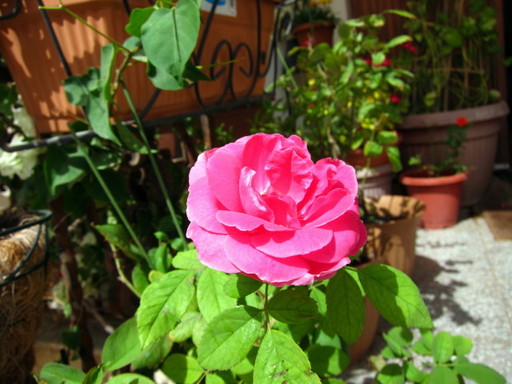 IMG_7206.JPG