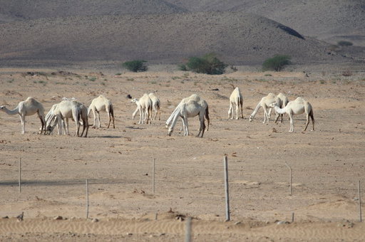 IMG_7512.JPG