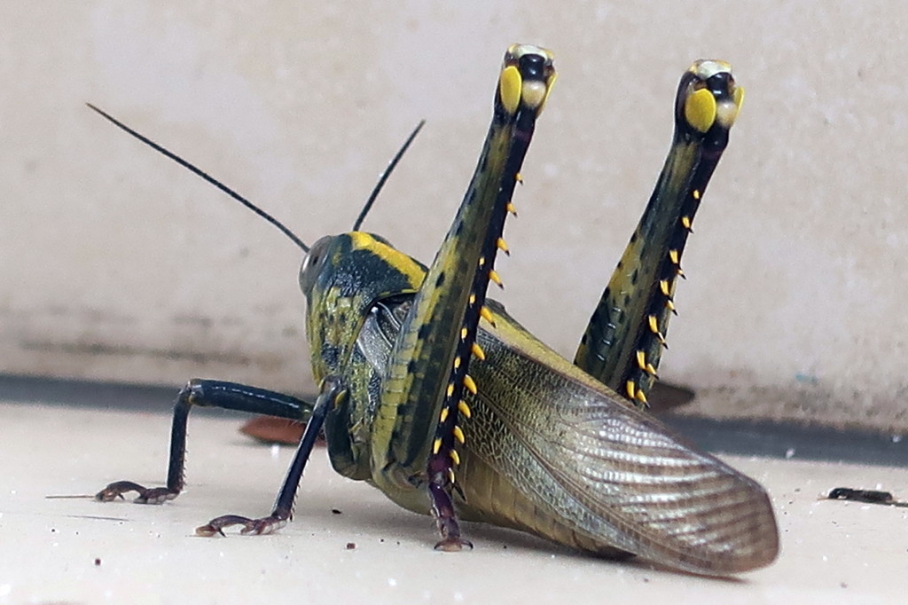 Locust 東亜飛蝗 蝗害で有名なトビバッタ トノサマバッタの群生相だけど見るのは初めて 紅海だより 南の島のリゾート暮らし マレーシア編