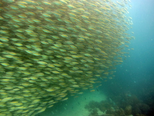 IMG_8546.JPG