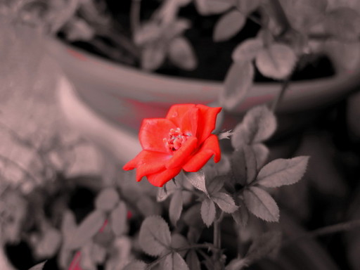 IMG_8779.jpg